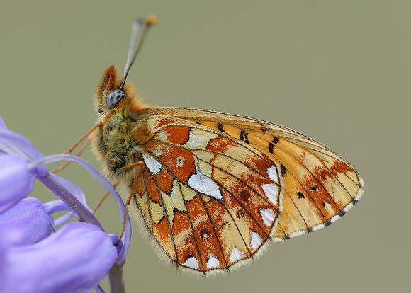 Pearl-Bordered Fritillary Boloria euphrosyne