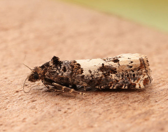49.285 BF1184 Epiblema scutulana