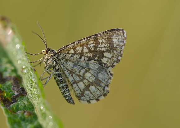 70.218 BF1894 Latticed Heath Chiasmia clathrata clathrata