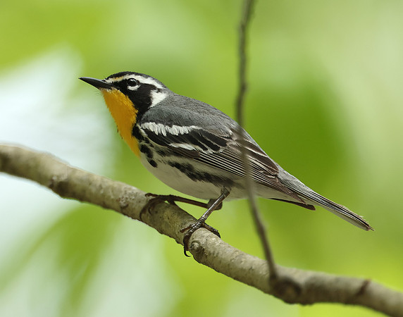 Yellow-throated Warbler  Setophaga dominica