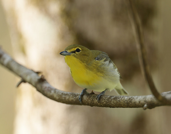 Yellow-throated Vireo Vireo flavifrons