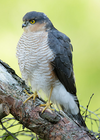 Sparrowhawk Accipiter nisus