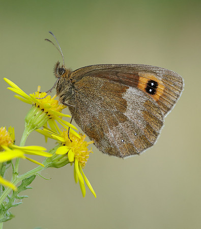 Scotch Argus Erebia aethiops