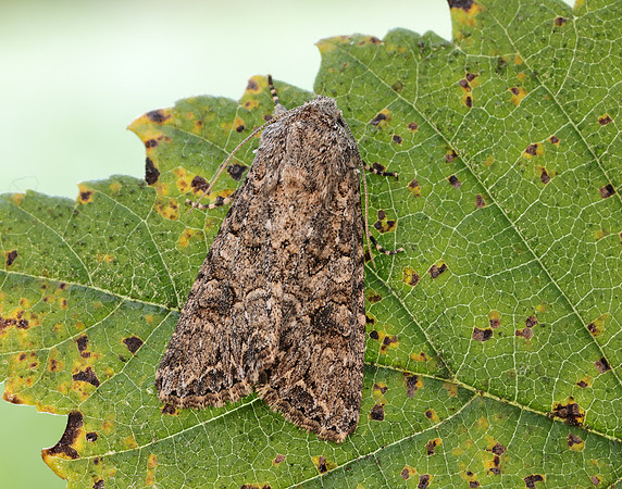 73.255 BF2145 The Nutmeg Anarta trifolii