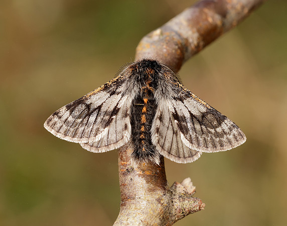 70.249 BF1929 Rannoch Brindled Beauty Lycia lapponaria