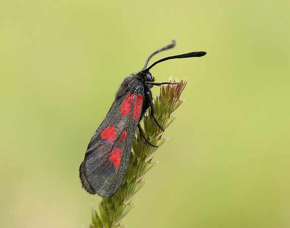 54.007 BF168 New Forest Burnet Zygaena viciae