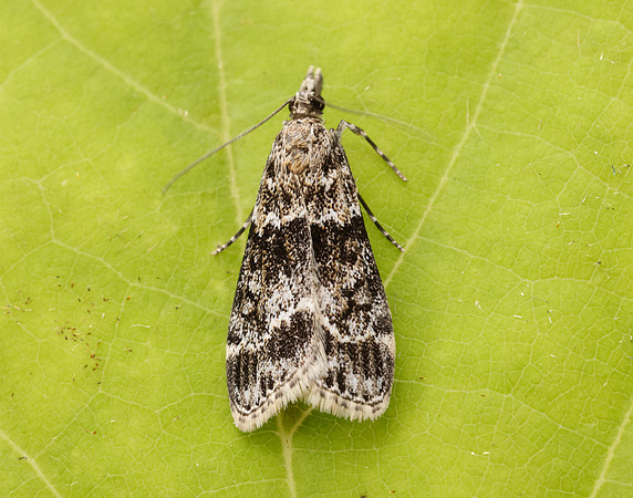 63.074 BF1344 Eudonia mercurella