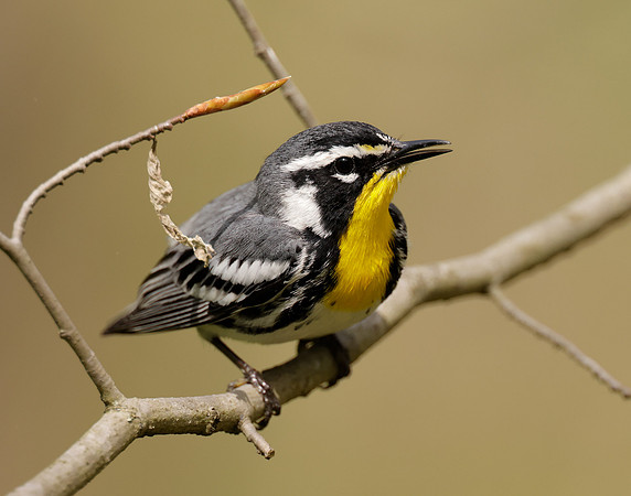 Yellow-throated Warbler  Setophaga dominica