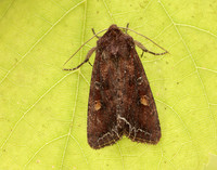 73.267 BF2160 Bright-line Brown-eye Lacanobia oleracea