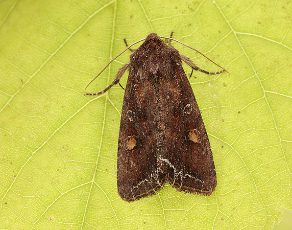 73.267 BF2160 Bright-line Brown-eye Lacanobia oleracea