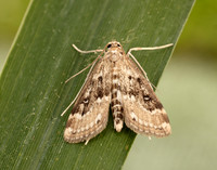 63.117 BF1348 Ringed China-mark Parapoynx stratiotata