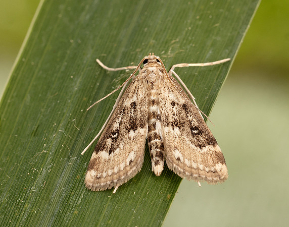 63.117 BF1348 Ringed China-mark Parapoynx stratiotata
