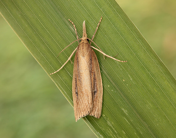 63.077 BF1290 Chilo phragmitella