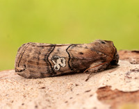 65.010 BF1654 Figure of Eighty Tethea ocularis