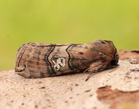 65.010 BF1654 Figure of Eighty Tethea ocularis