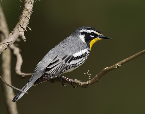 Yellow-throated Warbler  Setophaga dominica