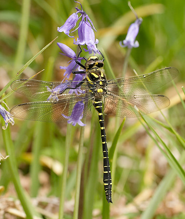 Golden-ringed Dragonfly Cordulegaster boltonii