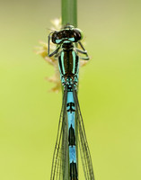 Northern Damselfly Coenagrion hastulatum