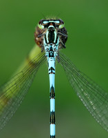 Northern Damselfly Coenagrion hastulatum