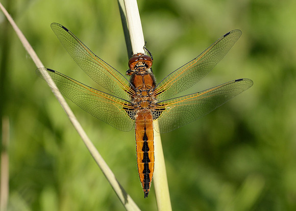 Scarce Chaser Libellula fulva