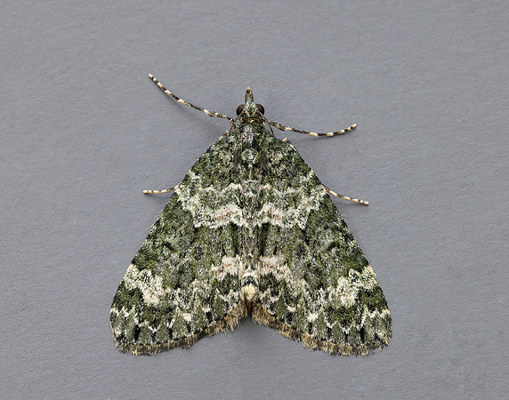 70.096 BF1761 Autumn Green Carpet Chloroclysta miata