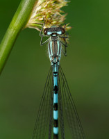 Northern Damselfly Coenagrion hastulatum