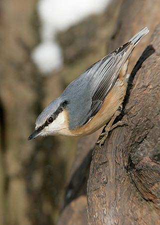 Nuthatch Sitta europaea