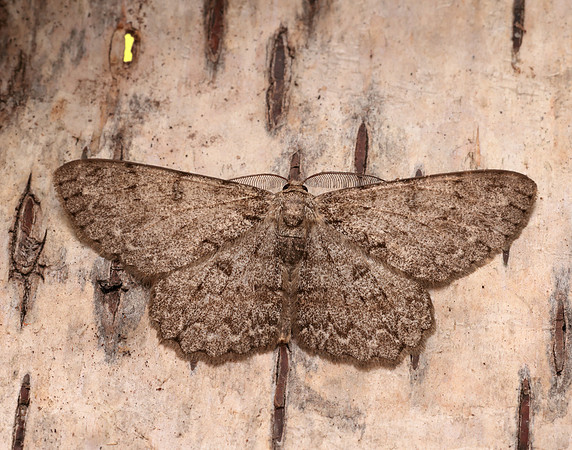 70.268 BF1944 Pale Oak Beauty Hypomecis punctinalis
