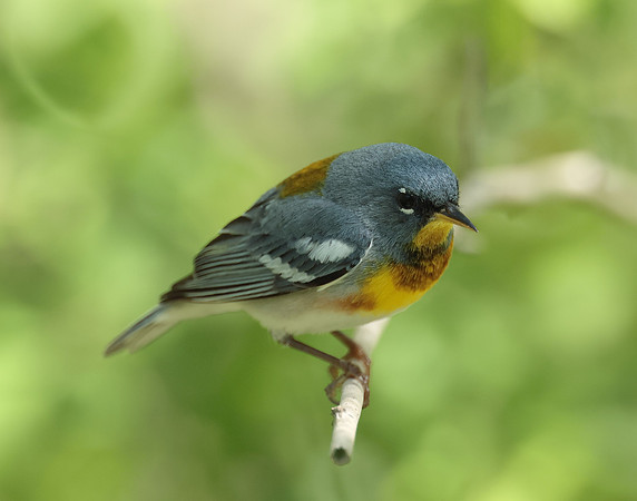 Northern Parula