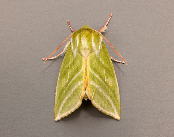 74.008 BF2422 Green Silver-lines Pseudoips prasinana