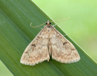 63.020 BF1380 Anania perlucidalis