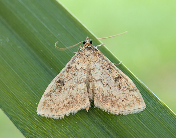 63.020 BF1380 Anania perlucidalis