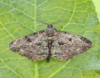 70.258 BF1937 Willow Beauty Peribatodes rhomboidaria