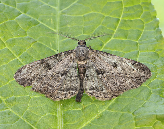 70.258 BF1937 Willow Beauty Peribatodes rhomboidaria