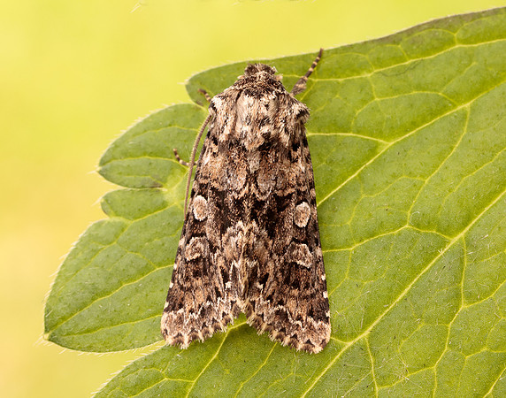 73.286 BF2167 Tawny Shears Hadena perplexa