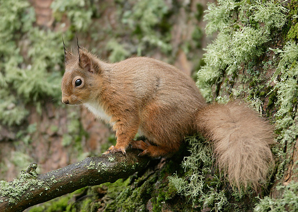 Red Squirrel Sciurus vulgaris