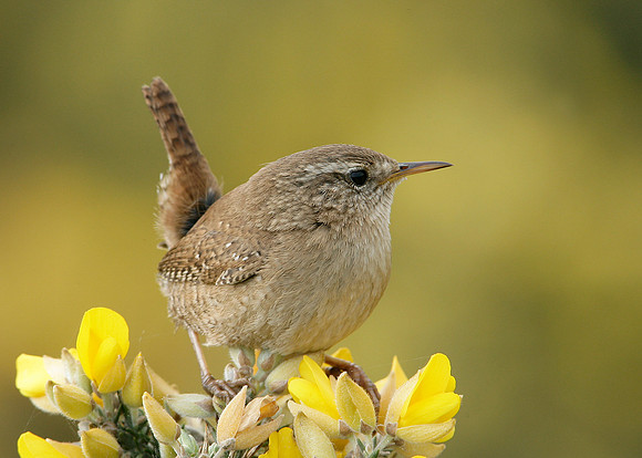Wren Troglodytes troglodytes