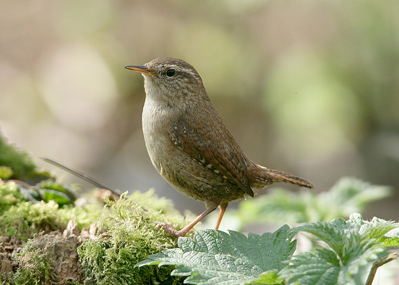 Wren Troglodytes troglodytes