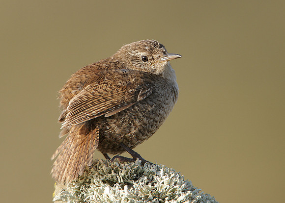 Wren Troglodytes troglodytes