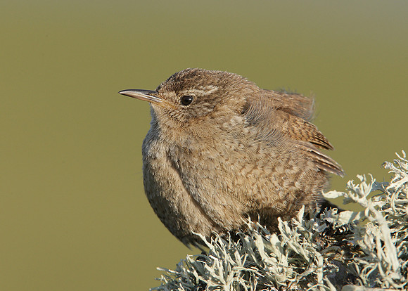 Wren Troglodytes troglodytes