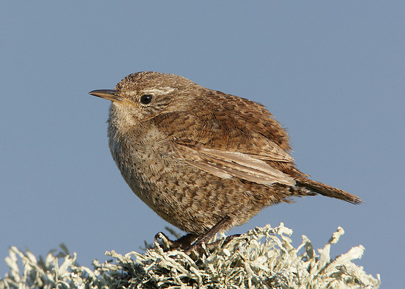 Wren Troglodytes troglodytes