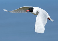 Mediterranean Gull Larus melanocephalus