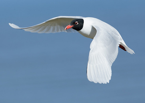 Mediterranean Gull Larus melanocephalus