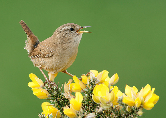 Wren Troglodytes troglodytes