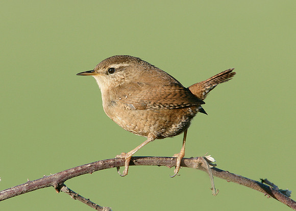 Wren Troglodytes troglodytes