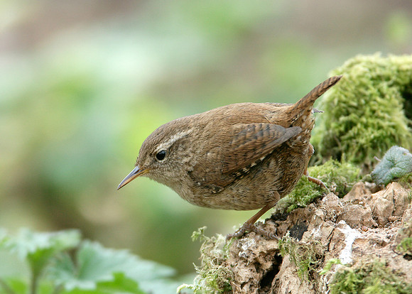 Wren Troglodytes troglodytes