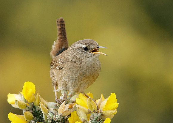 Wren Troglodytes troglodytes