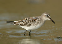 White-rumped-Sandpiper Salthouse Oct 2006