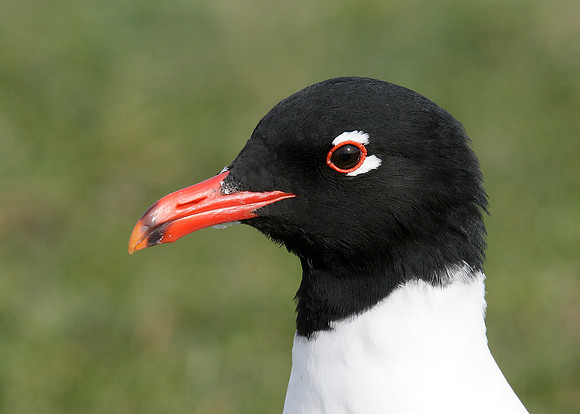 Mediterranean Gull Larus melanocephalus