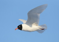 Mediterranean Gull Larus melanocephalus
